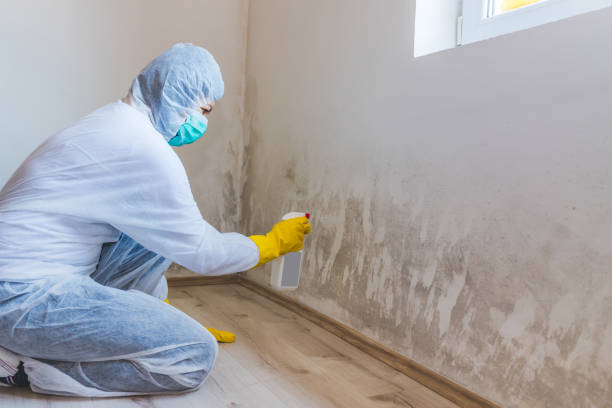 Licensed Mold Remediation service in Beverly, NJ - Car Mold Remediation