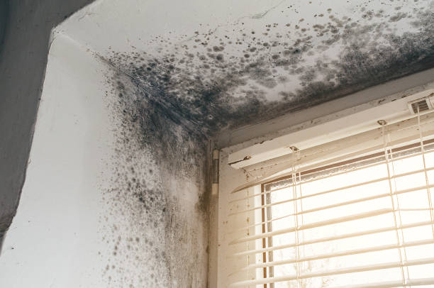 Affordable Mold Remediation solutions in Beverly, NJ